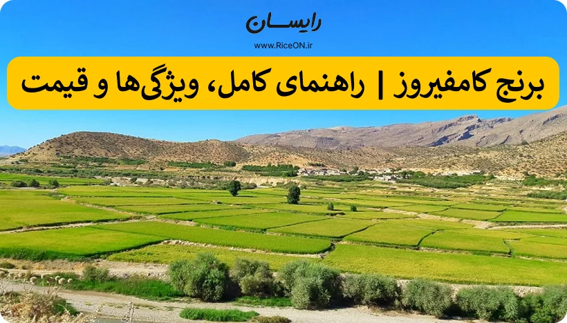 برنج کامفیروز